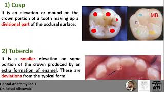 Dental Anatomy lec 3 Anatomical Landmarks with MCQs [upl. by Anni]