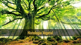 Pergunta Pro Toid PPT  Histologia Vegetal Botânica [upl. by Assyle215]