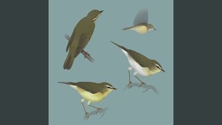 Bird sounds  Willow warbler [upl. by Jeb]