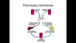 Regulation of Blood Glucose by Pancreatic Hormones Insulin Glucagon Amylin Somatostatin [upl. by Bruns]