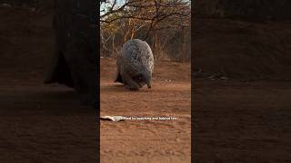 Pangolin are Unique Scale Covered Mammals pangolin facts animals wildanimals nature shorts [upl. by Hevak]