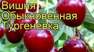 Вишня обыкновенная Тургеневка Краткий обзор описание характеристик prunus cerasus Turgenevka [upl. by Yehtomit]