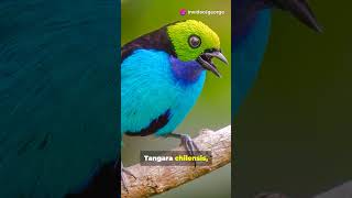 The Vibrant Paradise Tanager manu 🇵🇪 facts shorts science rainforest amazon birds wildlife [upl. by Ssac]