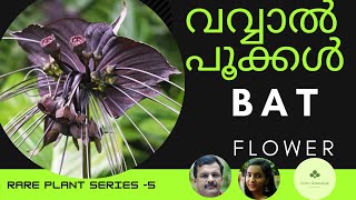 വവ്വാൽ പൂക്കൾ  Bat plant care in malayalamTacca plant care in malayalam Rare Flower chantrieri [upl. by Eceined]