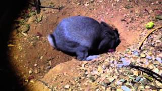 Mother Rabbit feeds 9 day old baby bunnies [upl. by Azeel]