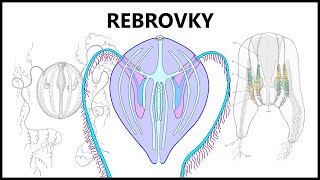 Zvieratá ako z iného sveta  Rebrovky [upl. by Martz212]