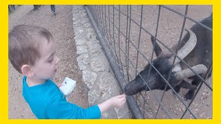 Videos for Kids  Austin Zoo Tour [upl. by Alanah374]