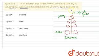 In an inflorescence where flowers are borne laterally in an acropetal successionthe position of [upl. by Bashuk]