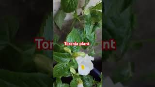 Torenia plant youtubeshort shortsfeed shortsviralvideos viral [upl. by Otiv]