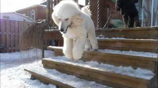 Standard poodle Puppy takes a Leap [upl. by Iramohs]