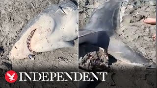 Halfeaten great white shark washes up on Australian beach [upl. by Atirehc]