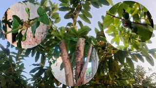 Inside the Guava Tree The Secretive Life of the Internet  Fruit Trees [upl. by Means325]