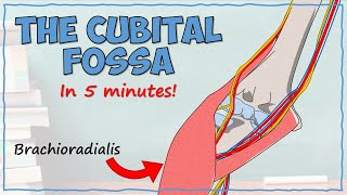 The Cubital Fossa [upl. by Diella]