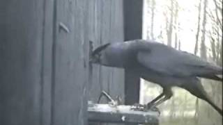 Jackdaws Destroy Stock Dove Nest [upl. by Terryl140]