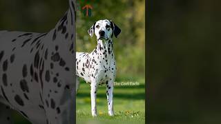 dalmatians dog facts animals [upl. by Nedaj]