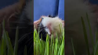 Original sound guinea pig eats grasspetscaviacuteanimalsgreen greenlifeshortsoriginalsound [upl. by Ahpla]