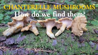 How To Find Chanterelle Mushrooms [upl. by Galan]