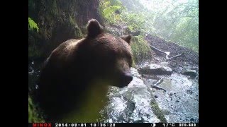 Spanish brown bear having a bath [upl. by Delastre933]