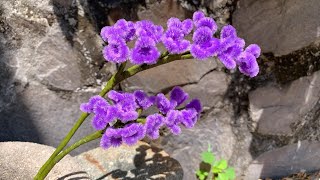 ABC TV  How To Make Statice Flower With Pipe Cleaner  Craft Tutorial [upl. by Drida]