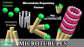 Microtubules  Microtubule Structure amp Function  Microtubules Assembly Microtubule Polymerisation [upl. by Arica]