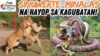 COMPILATION MASWERTE AT MALAS NA HAYOP NAKUNAN SA VIDEO  Lucky Animals escaping predator [upl. by Nanni]