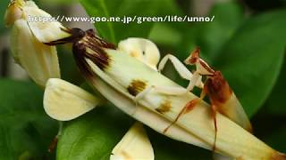 ハナカマキリ交尾 Orchid mantis mating behavior [upl. by Ettenig]