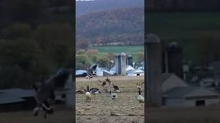 Rainout tons of Geese waterfowl goosehunting trending [upl. by Cadal149]