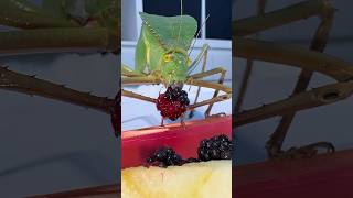 Feeding Giant Hooded Katydid katydid giantinsects gianthoodedkatydid [upl. by Cargian]