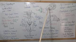 Zoology Miller harley phylum MolluscanClass Cephalopoda maintenance functions of Cephalopoda [upl. by Aivull840]