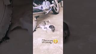 Matirichi da 😃 😃 catfighting cat comedy viralvideo [upl. by Waine]