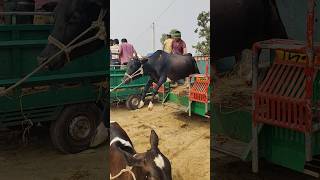 gabtoli gorur haat 2024 unloading video bull cowbazaar farmanimal [upl. by Atse695]