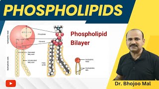 Phospholipis  Lipids  Class 11 Biology  by Dr Bhojoo Mal [upl. by Irelav]