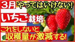 【超重要！いちご栽培】甘くて大きなイチゴを育てる最強の秘訣！一番大事な3月〜4月の管理で味と収穫量が決まる♪〜初心者・プランター栽培〜肥料と追肥 [upl. by Kosse]