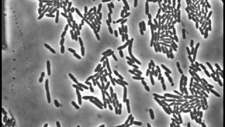 Cell division of E coli with continuous media flow [upl. by Eolanda]