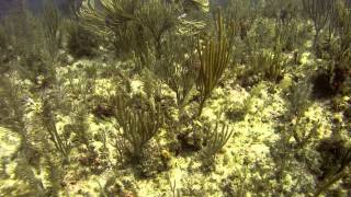 buceo diving bahia de cochinos cuba bay of pigs nov 2014 con oceanica [upl. by Damicke30]