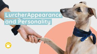 Lurcher Appearance and Personality [upl. by Kendry]