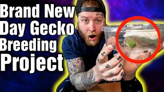 This Geckos Colors Are INSANE Gecko Unboxing [upl. by Mccafferty]