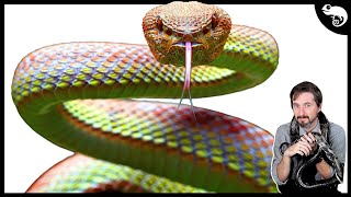 The COMPLETE Phylogeny of Snakes [upl. by Reamonn]