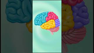 The Structure of Human Brain  Animation LearnWithAnuragSir biology anime facts neet [upl. by Searcy927]