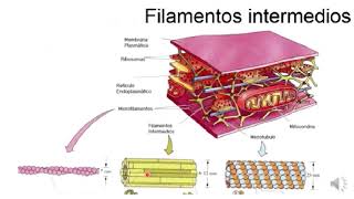 Citoesqueleto filamentos intermedios [upl. by Anders772]