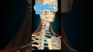 Omohyoid Muscle humananatomy anatomy humanbody skullanatomy [upl. by Benedix39]