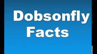 Dobsonfly Facts  Facts About Dobsonflies [upl. by Chap]