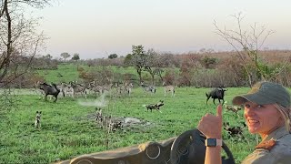 GREAT Afternoon SAFARI 🦁 🐆 🦓 🐶 [upl. by Beryl]