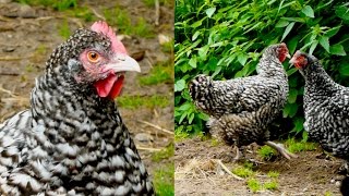 Coucou de Malines chickens  Beautiful hens and rooster ot the barred variety Mechelner Hühner [upl. by Calhoun505]