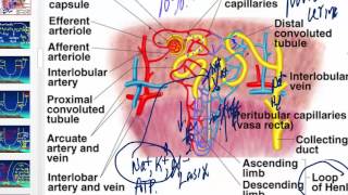 Diuretics and their effects on the kidney [upl. by Janeen]