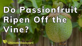 Do Passionfruit Ripen Off the Vine ANSWERED [upl. by Jacobson222]