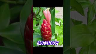 🌷🌴Costus plant🪴🌱5 Colours available With pot delivery all india home delivery available [upl. by Llen]