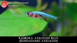 Sundadanio axelrodi BLUE The stunning sapphire of Indonesia Leopard Aquatic T019A [upl. by Nafis]