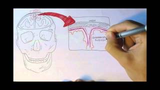 Neurology  Physiology Overview [upl. by Adnahcal]