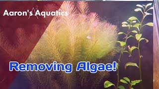 🦐 Removing Algae From A Shrimp Tank 🦐 [upl. by Laehplar47]